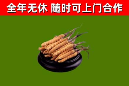 枞阳县烟酒回收冬虫夏草.jpg