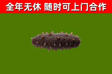 枞阳县烟酒回收干海参.jpg